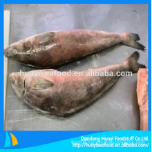 frozen excellent fat greenling wholesale price